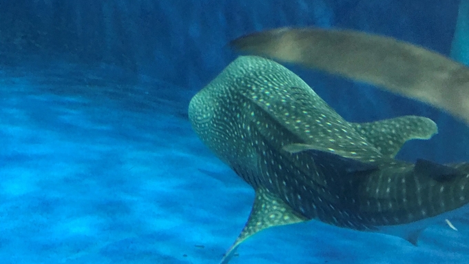 『いおワールドかごしま水族館』チケット付きプラン♪